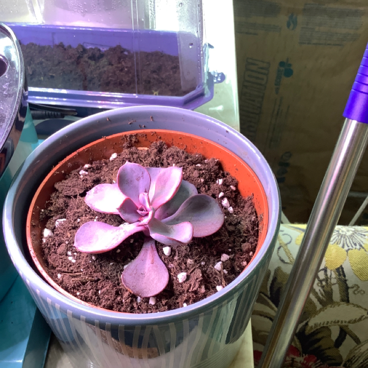 Potted Crassula cotyledonis succulent with pinkish leaves and visible soil.