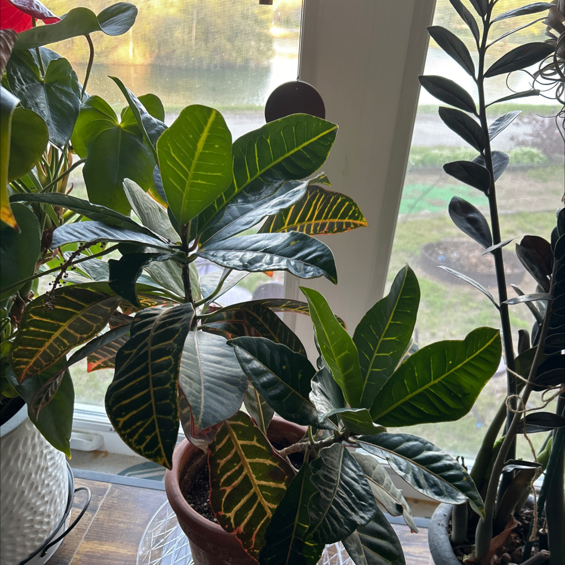 Photo of the plant species Croton petraeus by @Peacocks named Stevie on Greg, the plant care app