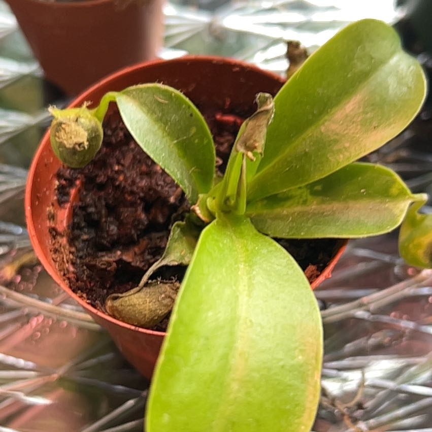 Photo of the plant species monkey cup by @Peacocks named Winston on Greg, the plant care app