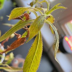 Photo of the plant species Balsam by @Peacocks named Willow on Greg, the plant care app