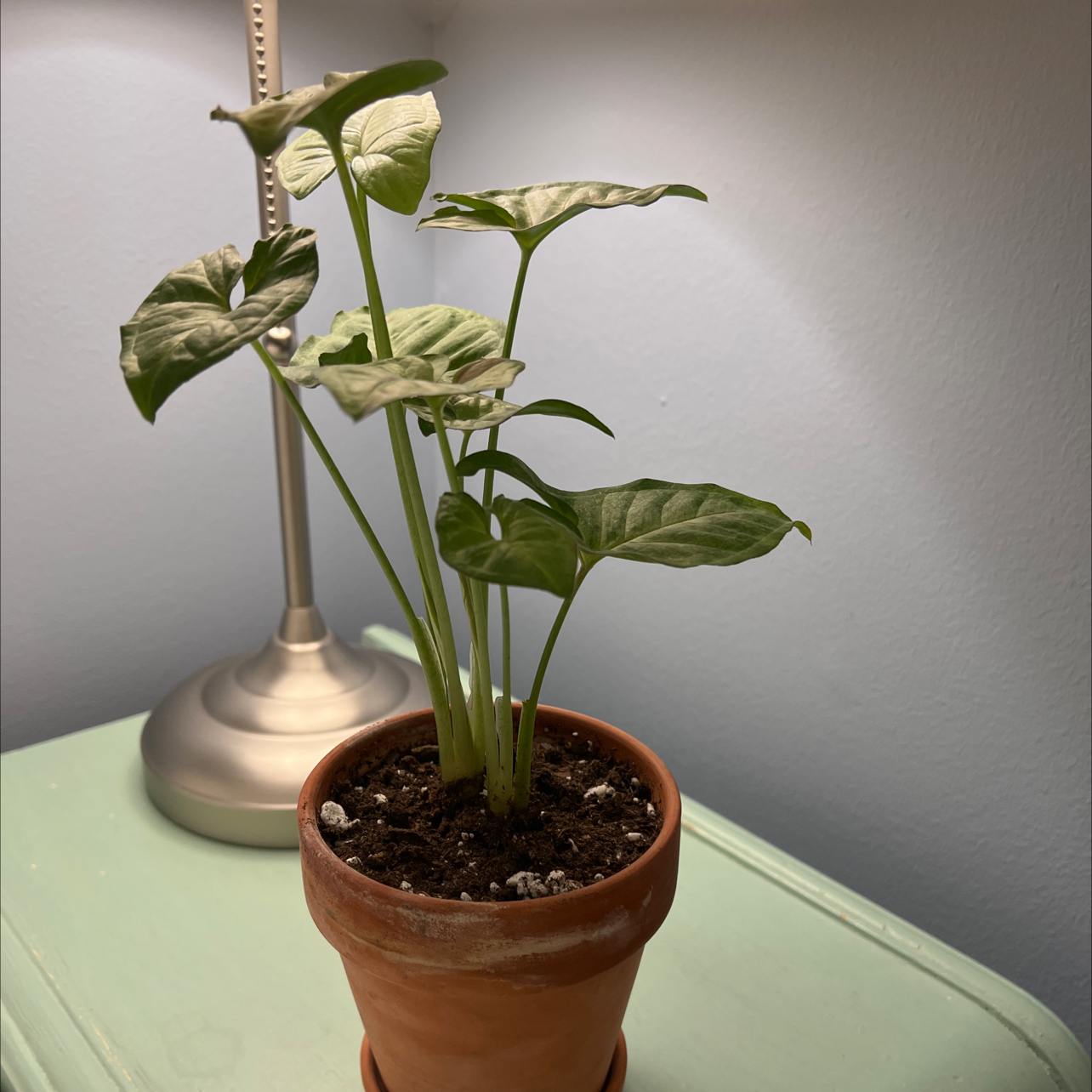 Potted Confetti Syngonium plant with healthy green leaves, visible soil, and no signs of discoloration.