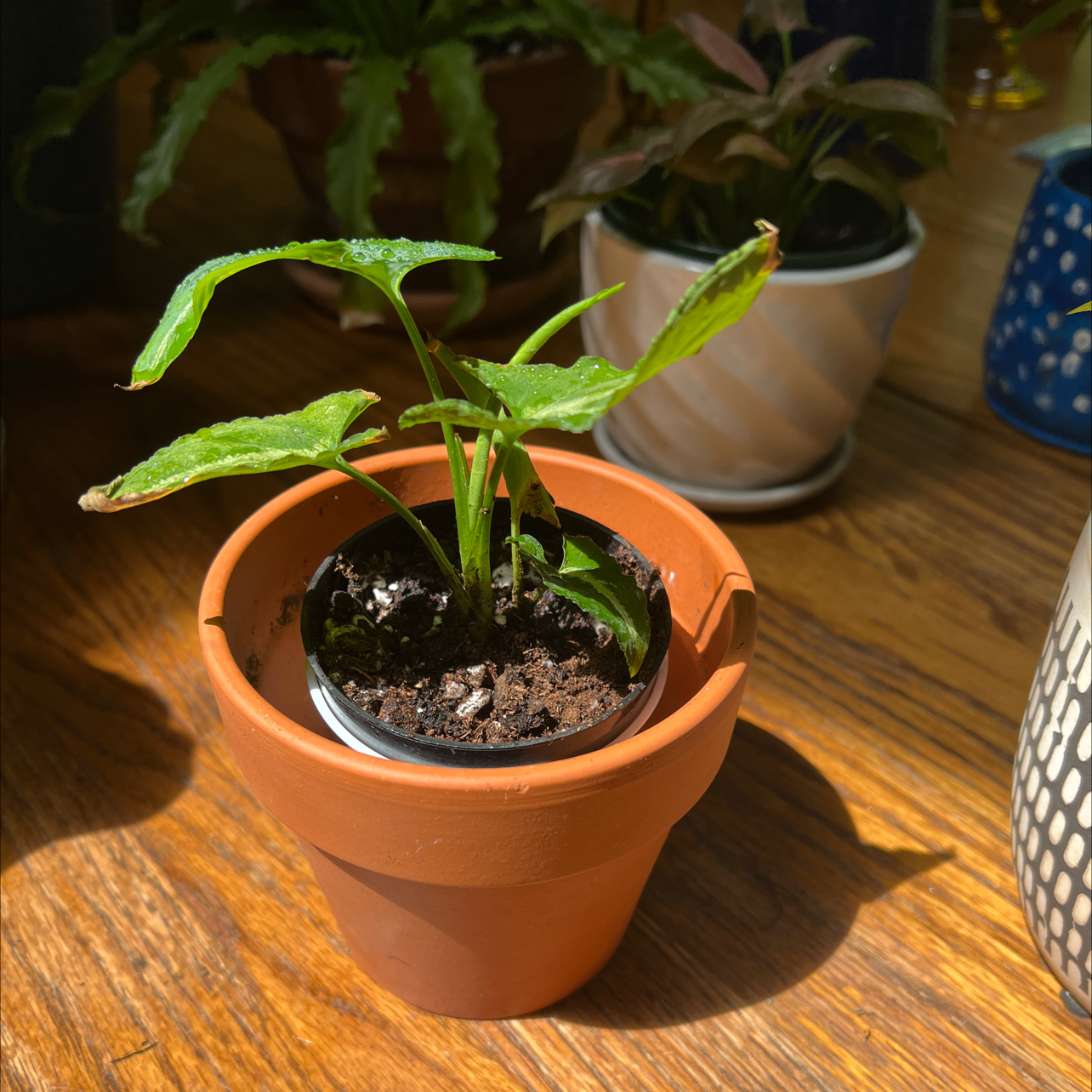 Syngonium wendlandii plant in a terracotta pot on a wooden surface, with visible soil.