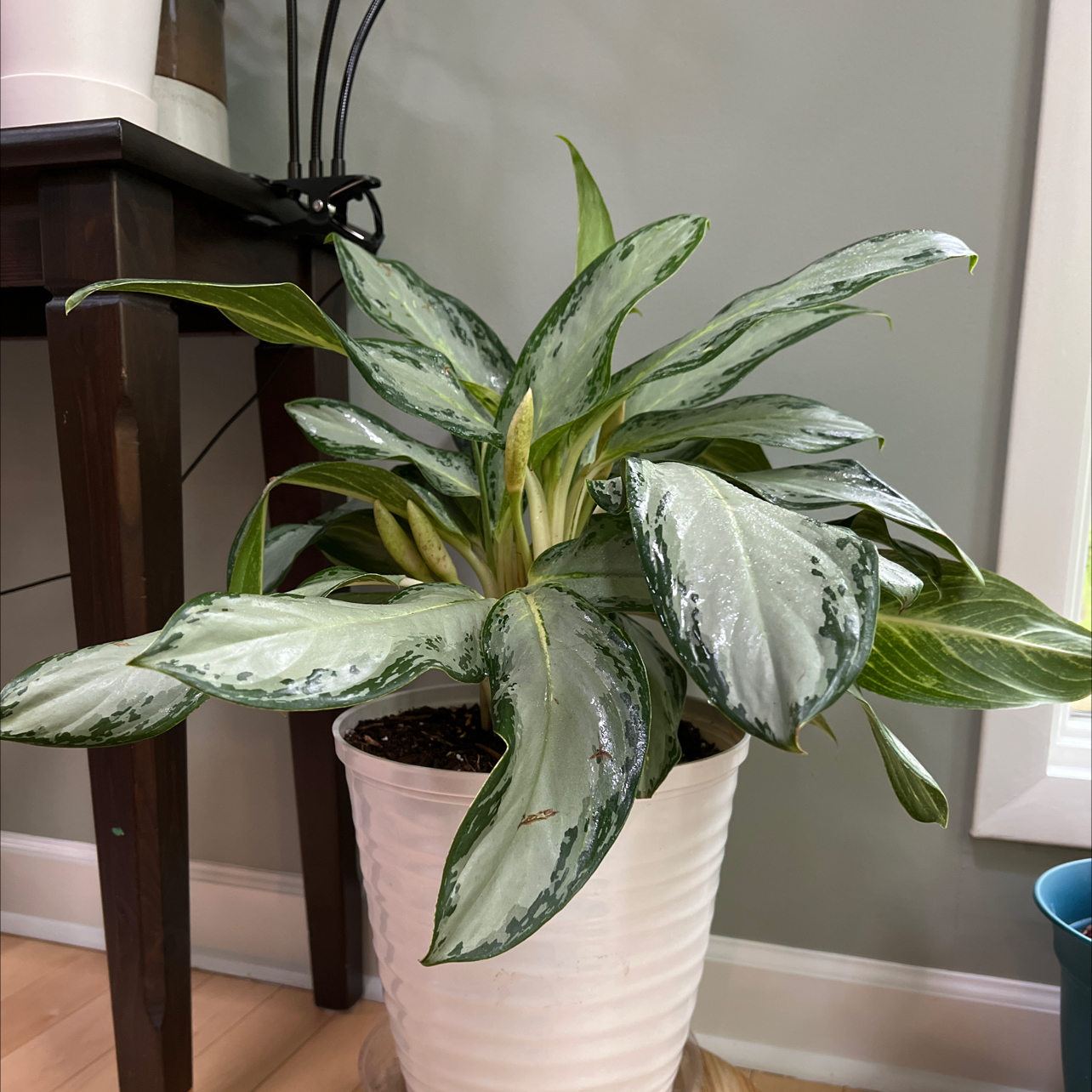 Aglaonema 'Silver Bay' plant in a white pot with vibrant leaves, well-framed and centered.