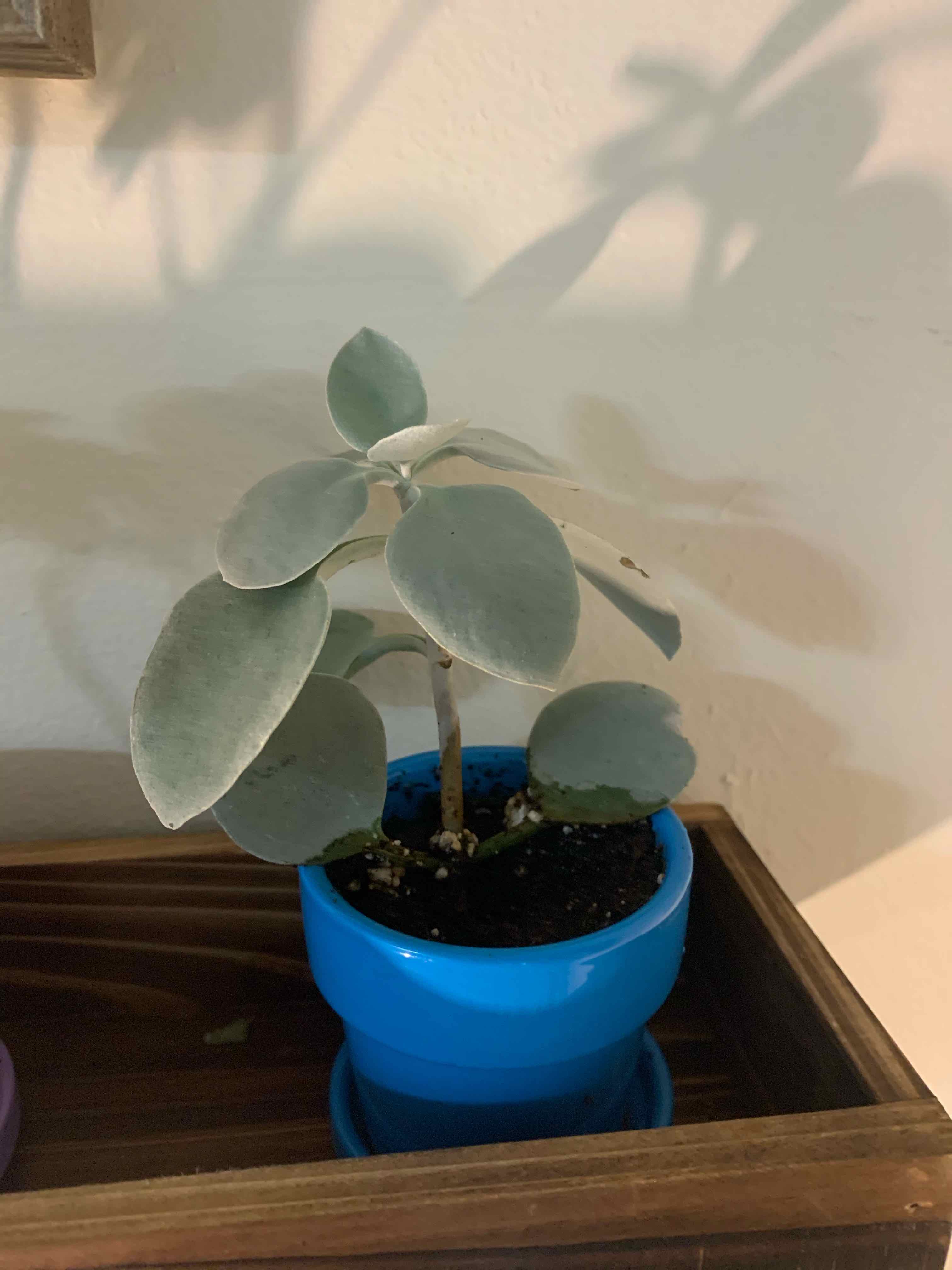Copper Spoons plant in a blue pot on a wooden surface, with healthy silvery-green leaves.