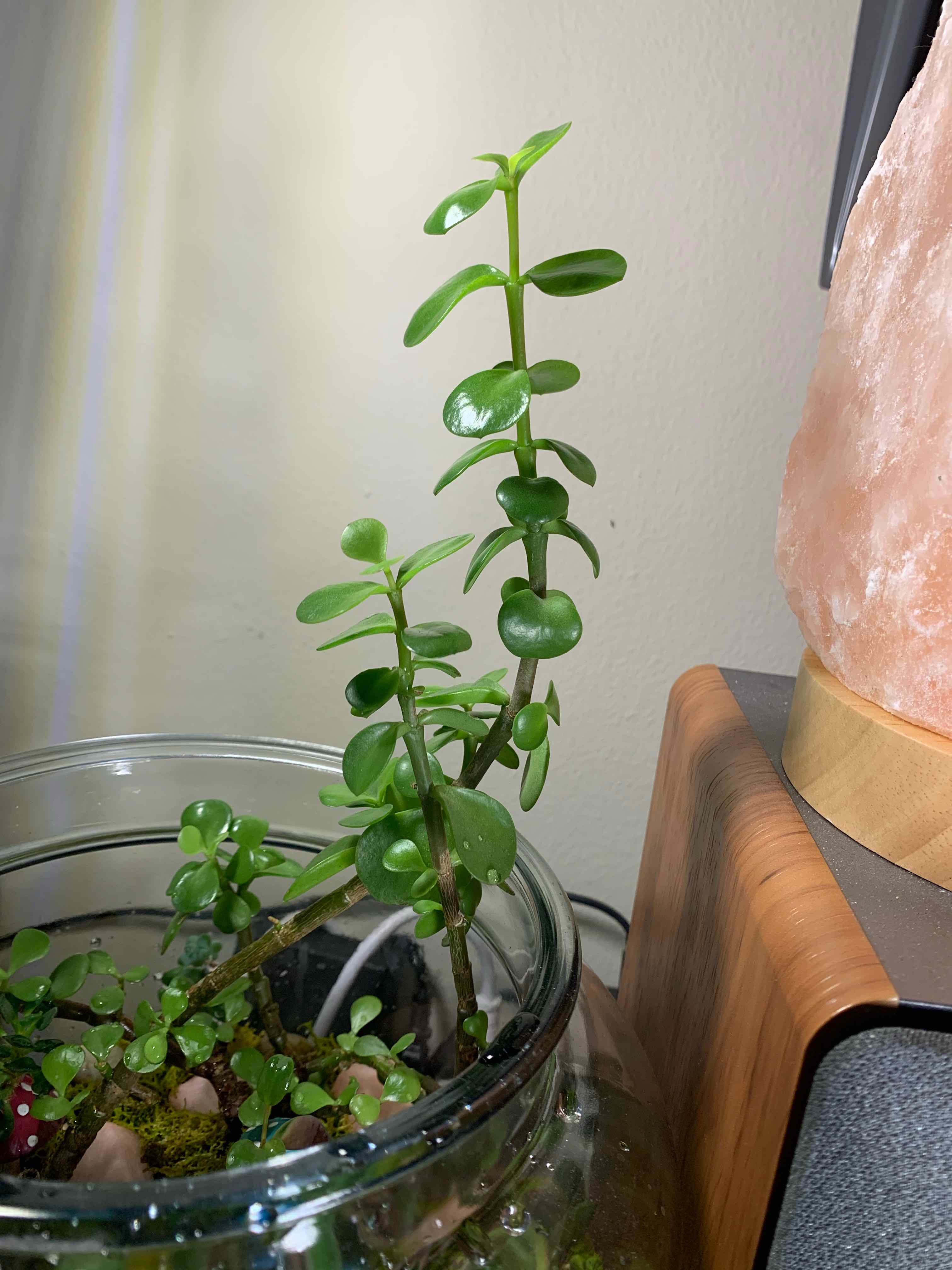 Healthy Elephant Bush plant in a glass container with green leaves.
