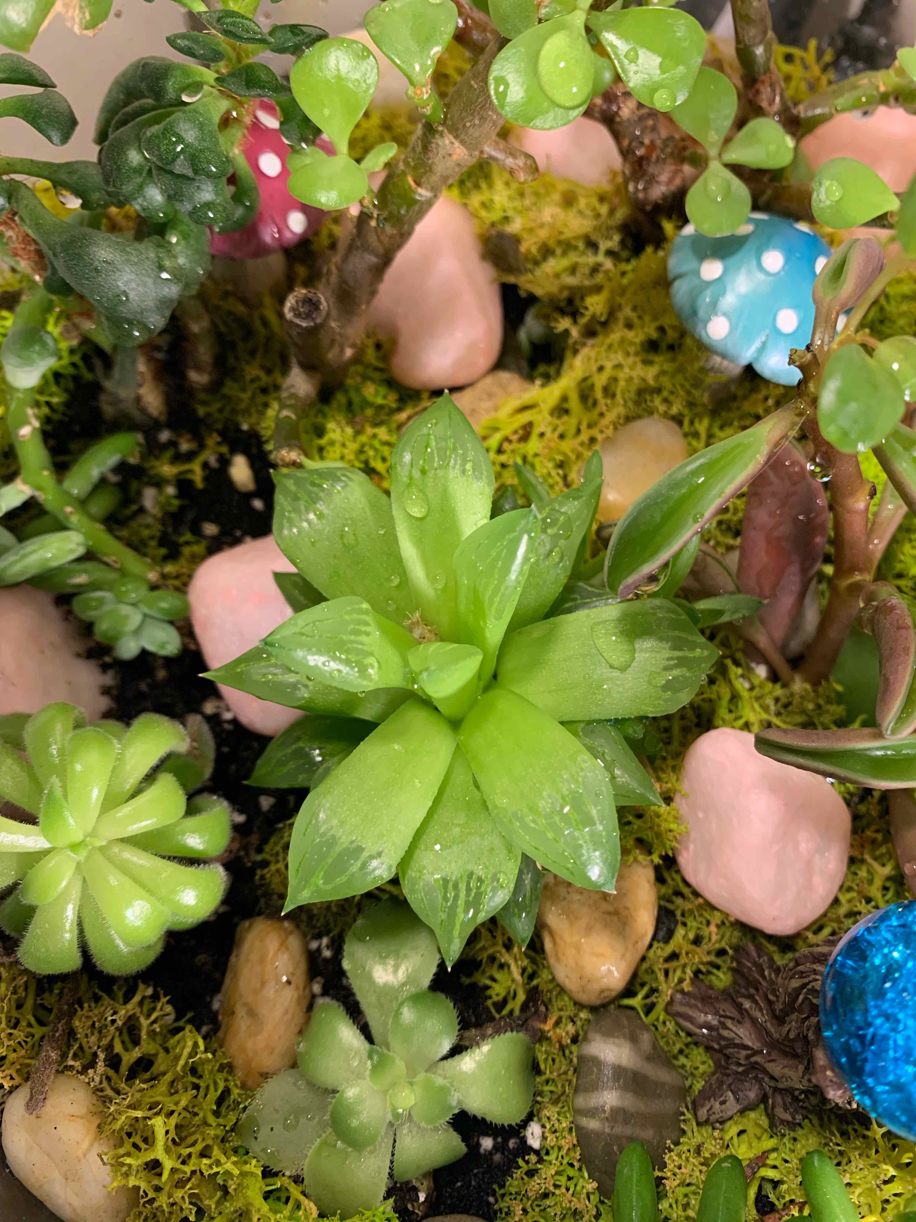 Cathedral Window Haworthia plant surrounded by other small plants and decorative elements.