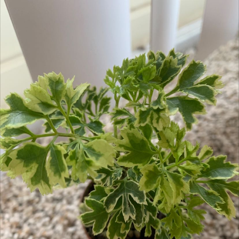 Ming Aralia plant with variegated green and yellow leaves, healthy appearance.