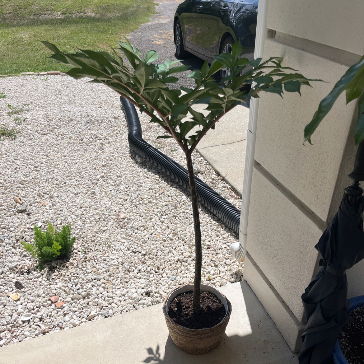 Photo of the plant species Dwarf White Voodoo Lilly by @Decmiller87 named Lily on Greg, the plant care app