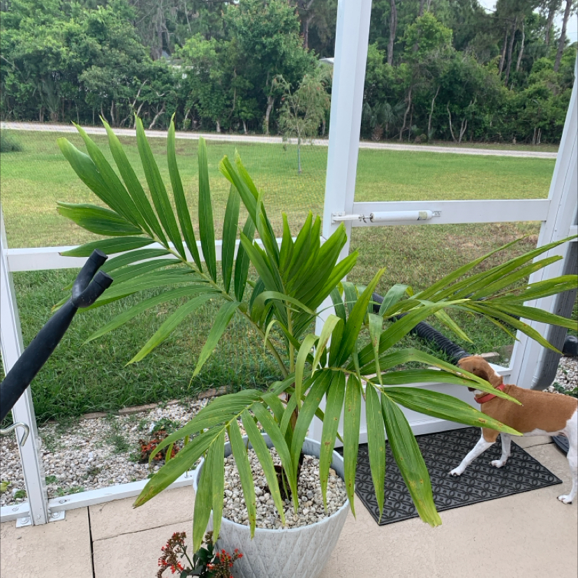 Christmas Palm in a pot on a patio with a dog in the background.