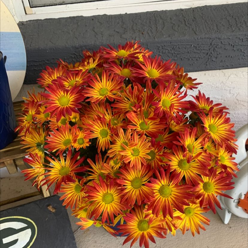 Vibrant Chrysanthemum plant with numerous red and yellow flowers, appearing healthy.