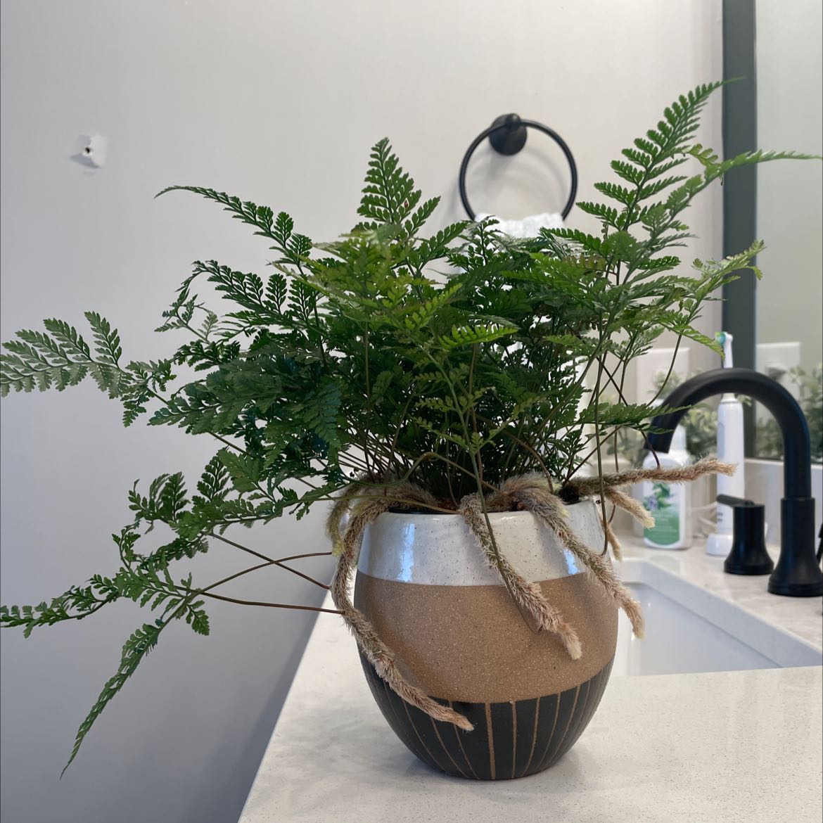 Davallia Fern in a pot on a countertop with a sink and mirror in the background.