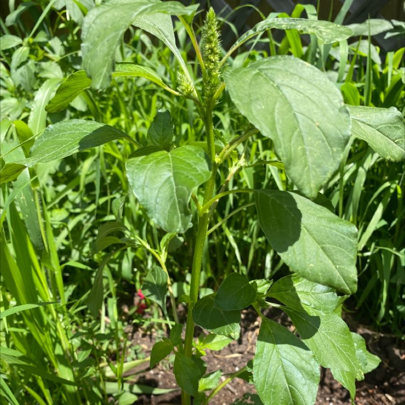 Photo of the plant species Prince-of-wales feather by @CalmKowhai named Your plant on Greg, the plant care app