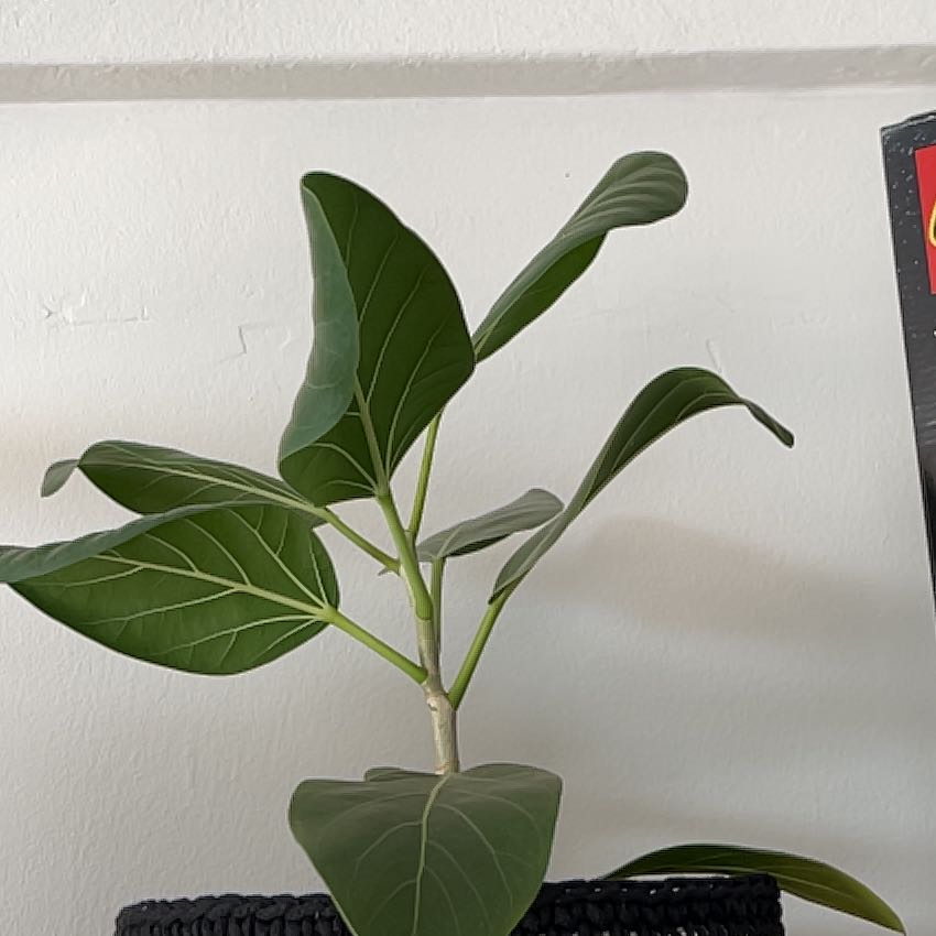 Healthy Audrey Ficus plant with vibrant green leaves in a black pot.