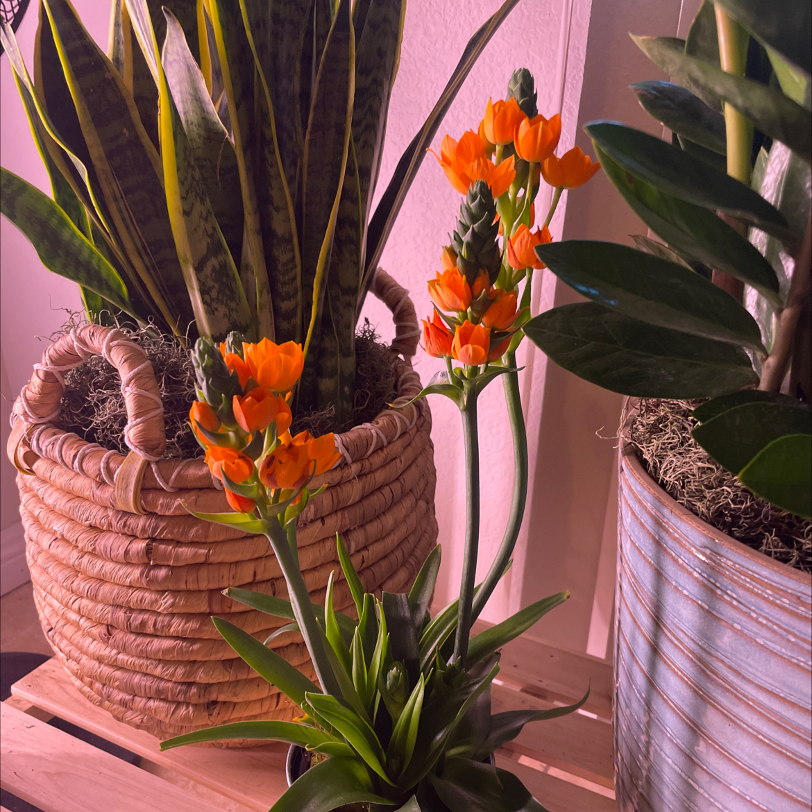 Sun Star plant with vibrant orange flowers, well-framed and healthy.