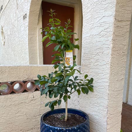 Photo of the plant species Eureka Lemon by Bigtimeairplant named Lucinda on Greg, the plant care app