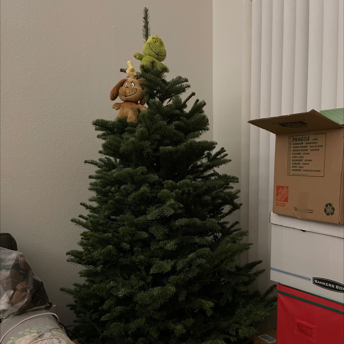 Indoor Blue Spruce plant decorated with plush toys at the top, appears healthy.