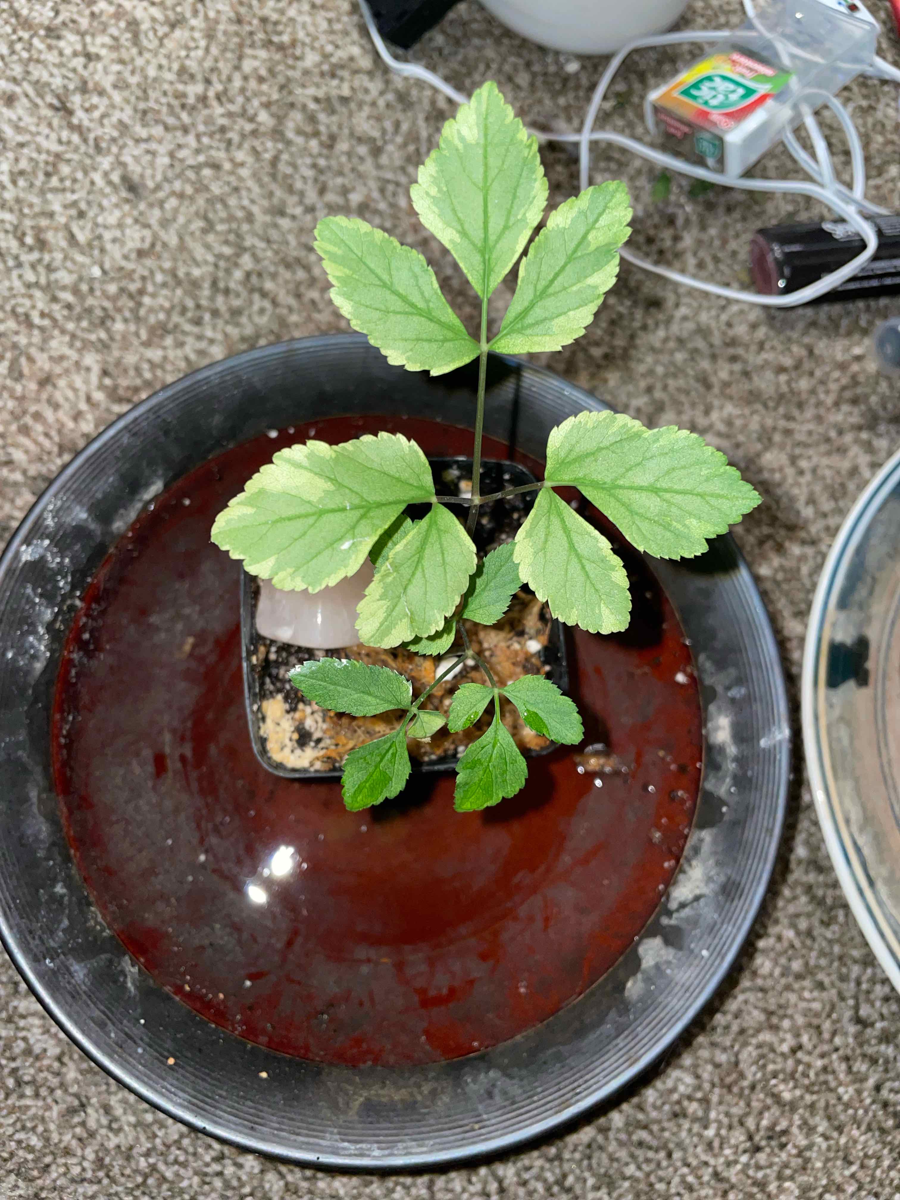 Bishop's Goutweed plant in a pot with visible soil, placed in a dish with water.