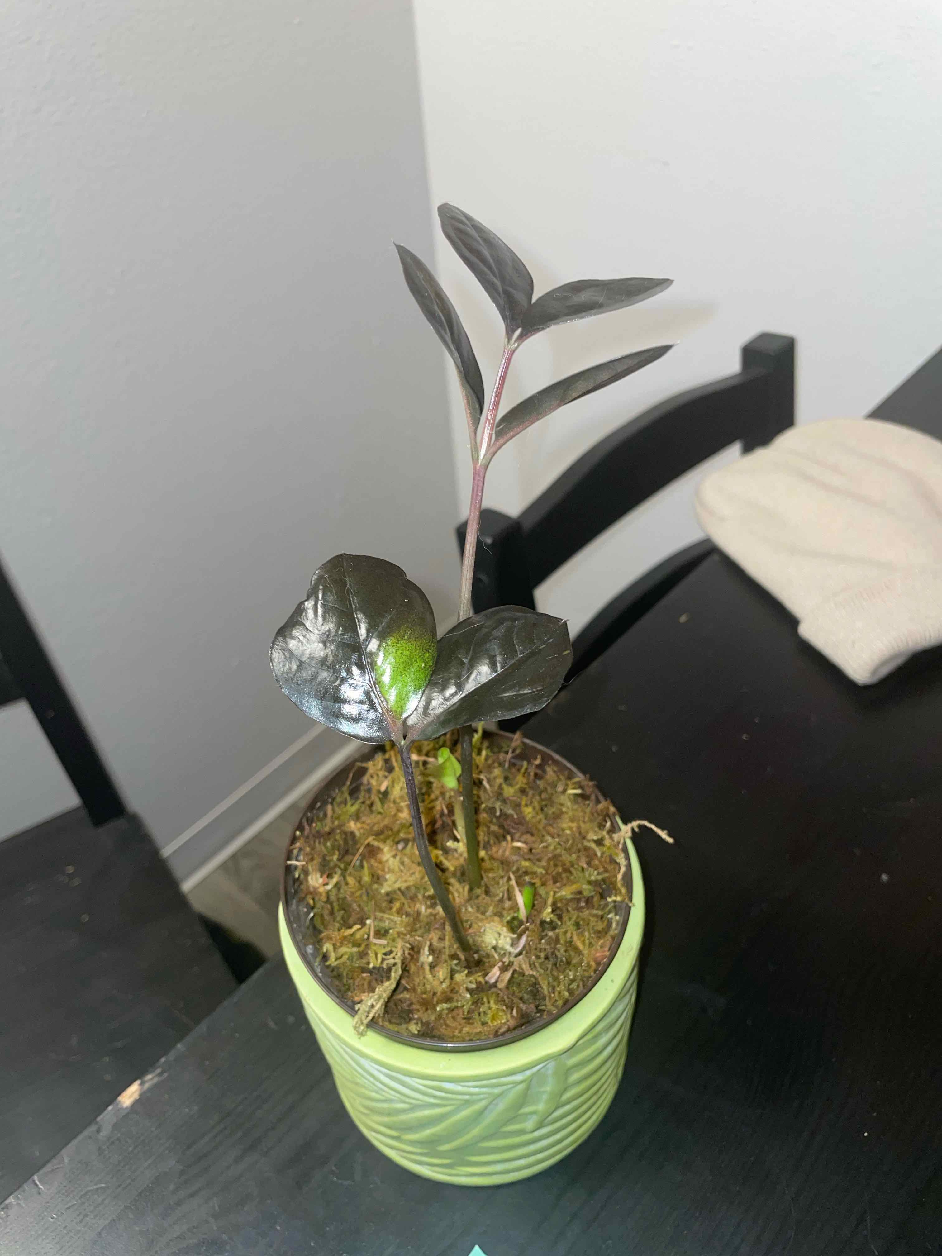 Raven ZZ Plant plant photo by @mossycabbages named Mollie on Greg, the plant care app.