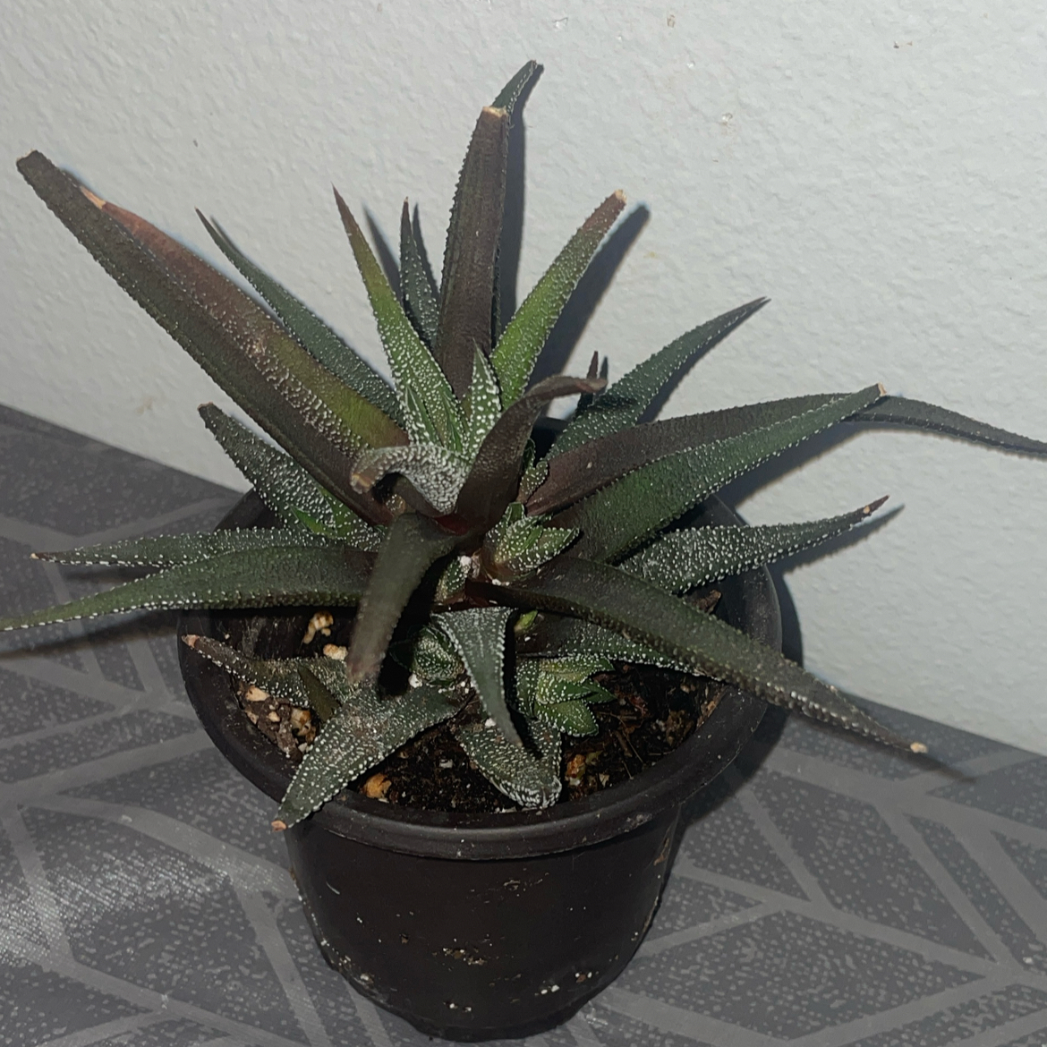Haworthia Alba plant in a small black pot, healthy green leaves.