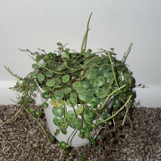 String of Turtles plant in Somewhere on Earth