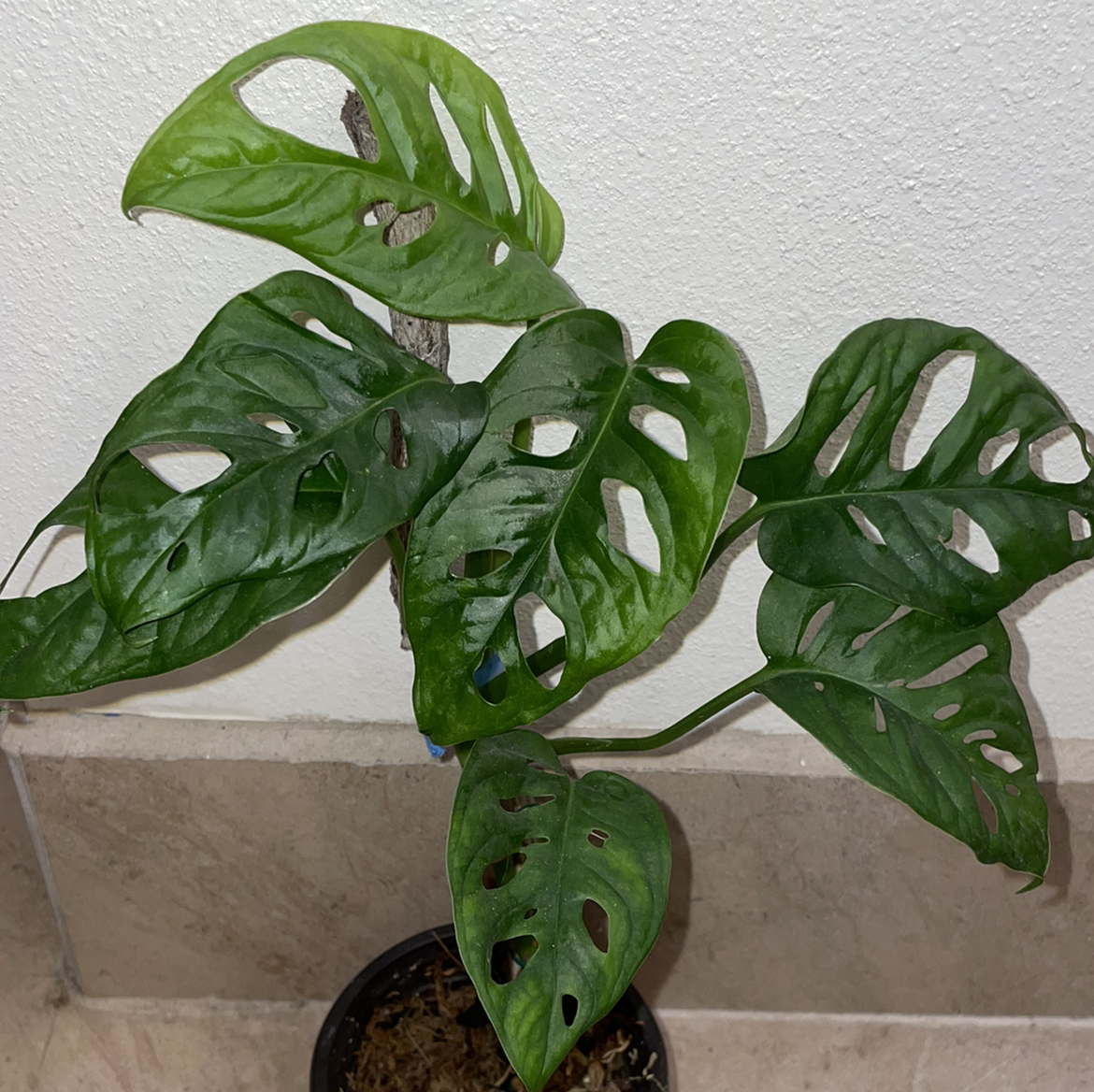 Swiss Cheese Vine plant photo by @mossycabbages named Terra on Greg, the plant care app.