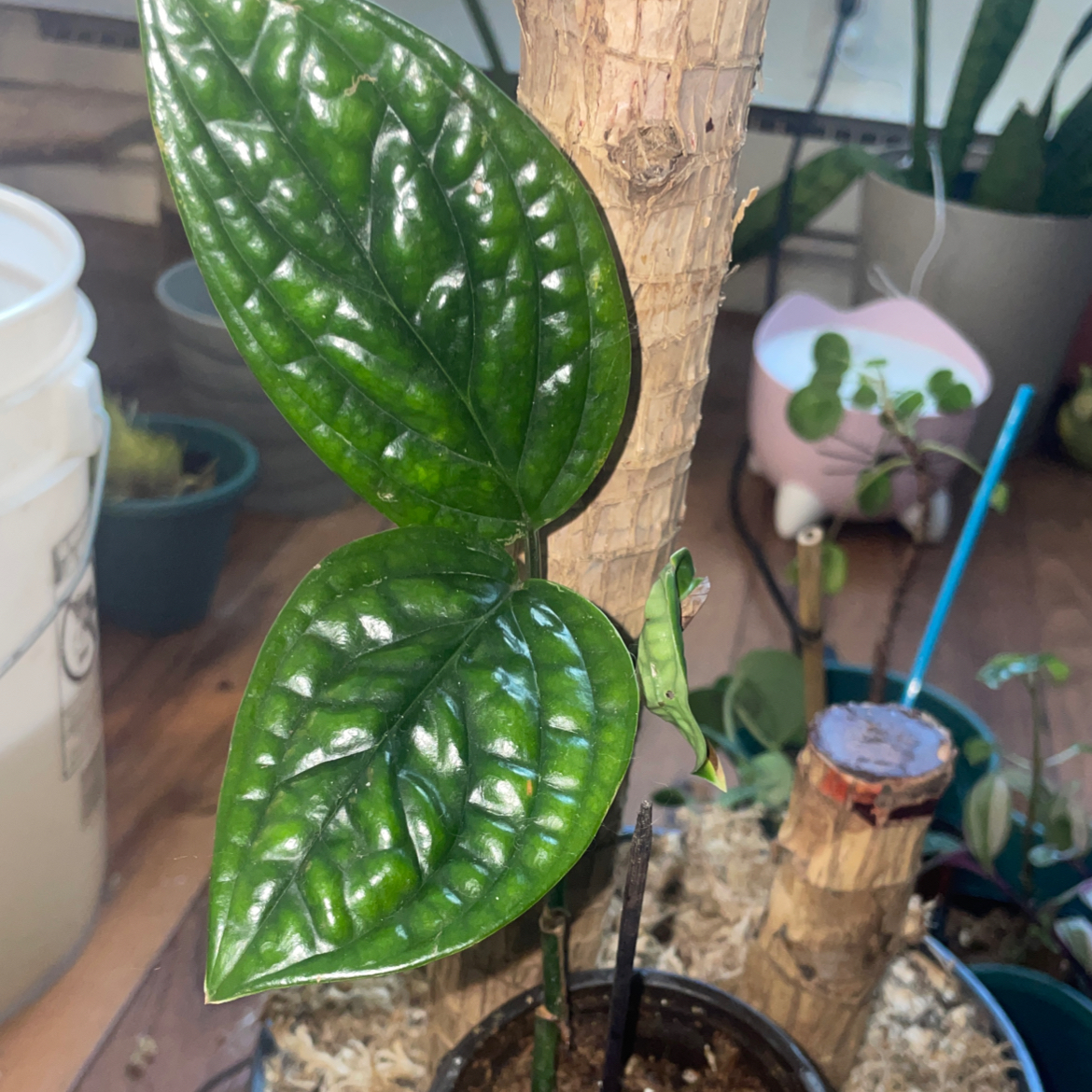 Monstera pinnatipartita plant photo by @mossycabbages named Aria on Greg, the plant care app.