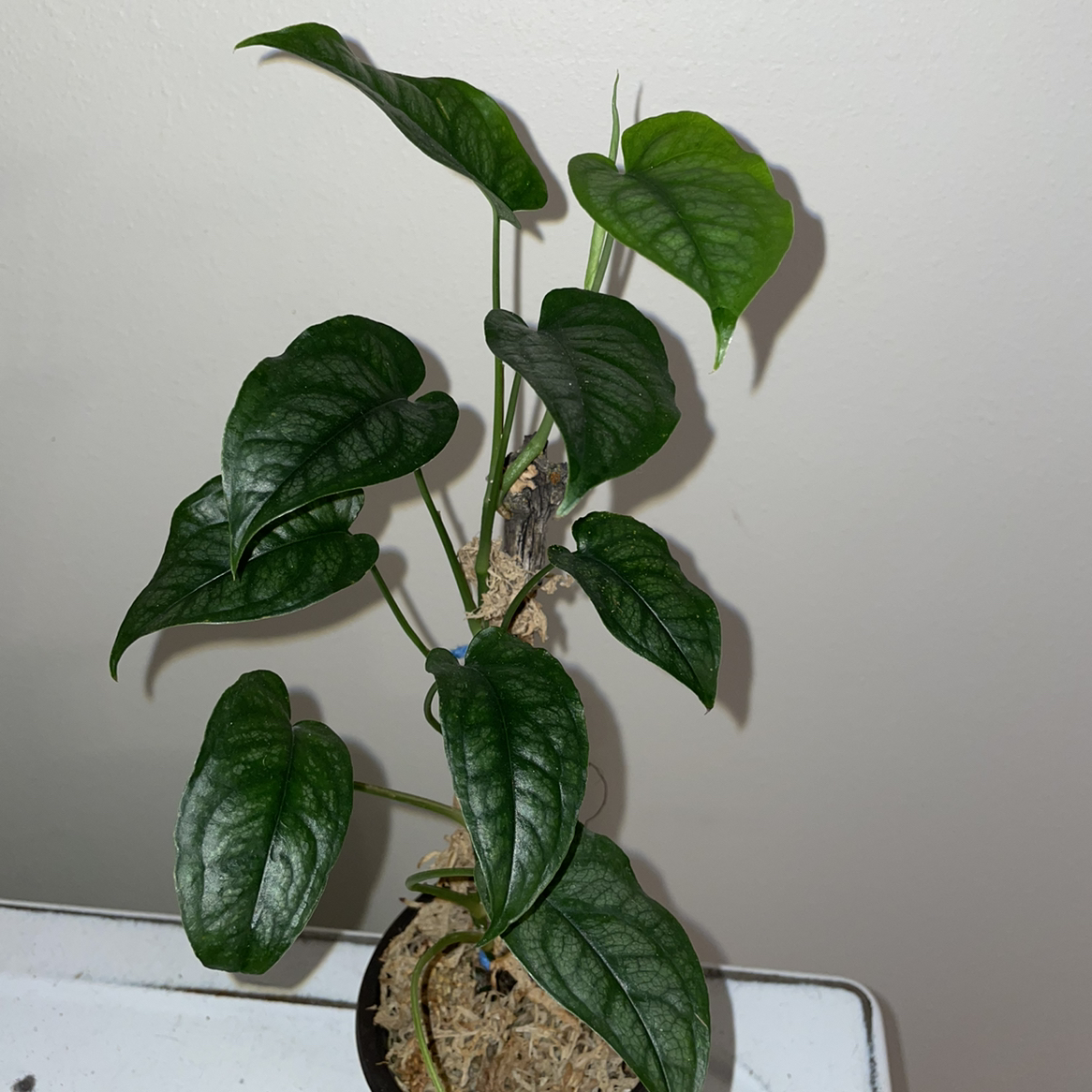 Silver Monstera plant photo by @mossycabbages named Messi on Greg, the plant care app.