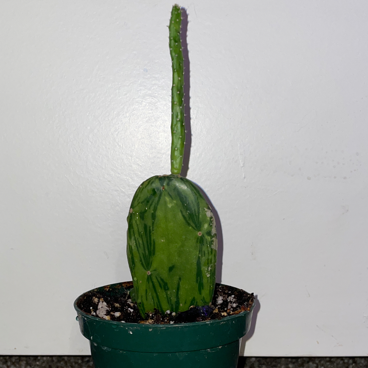 Sunburst Prickly Pear plant photo by @mossycabbages named Delilah on Greg, the plant care app.