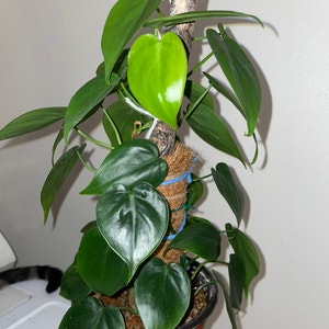 Philodendron Scandens plant photo by @mossycabbages named Lola on Greg, the plant care app.
