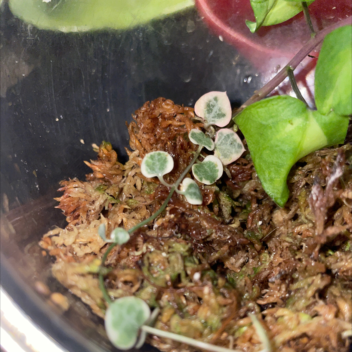 String of Hearts plant photo by @mossycabbages named Rosa on Greg, the plant care app.