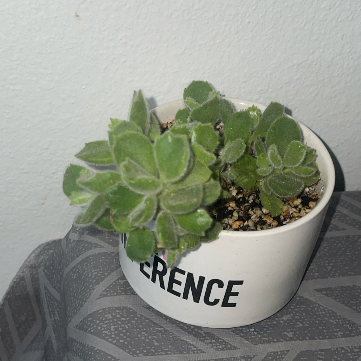 Bear's Paw plant photo by @mossycabbages named Perry on Greg, the plant care app.