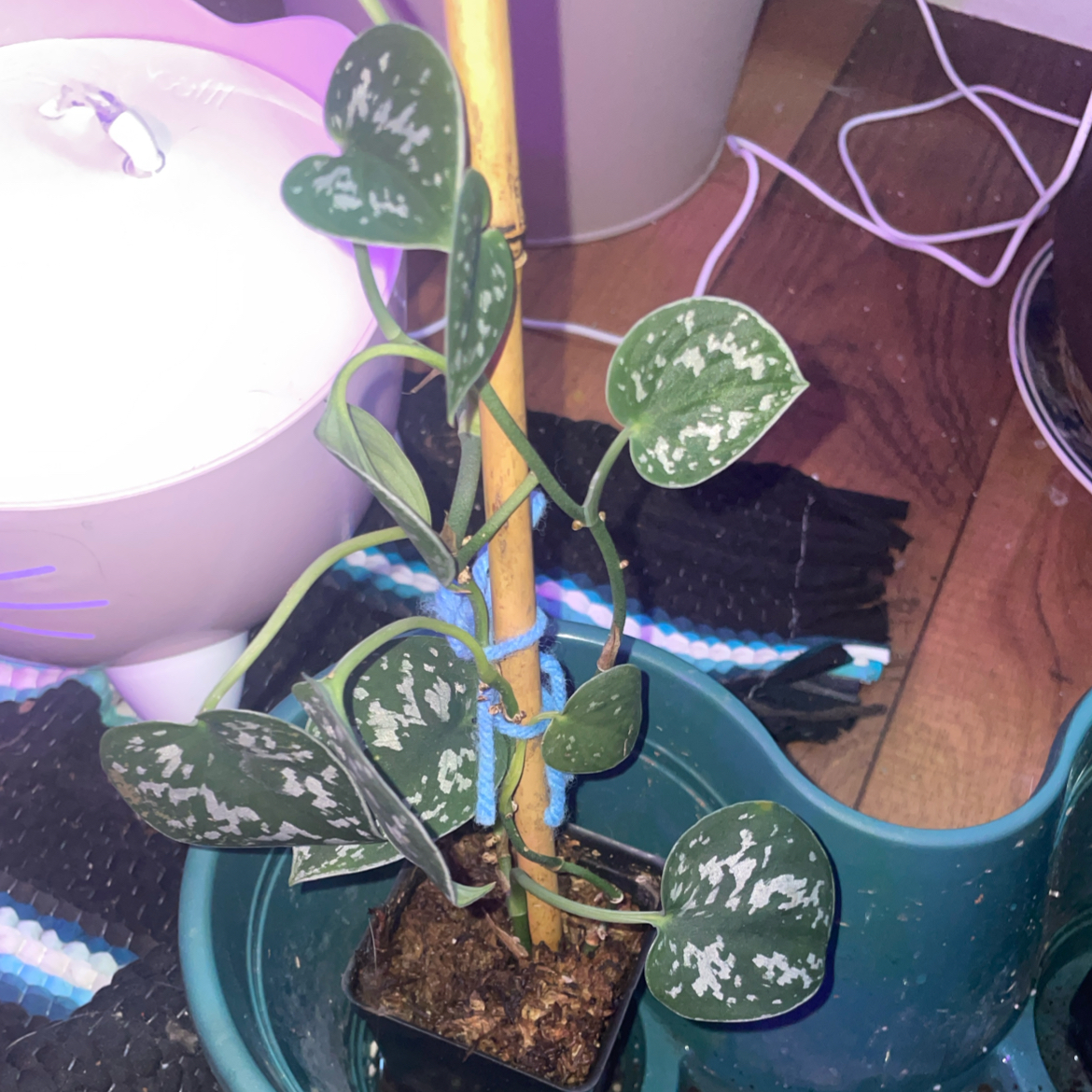 Satin Pothos plant photo by @mossycabbages named Forrest on Greg, the plant care app.