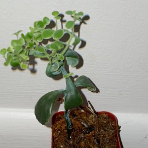 Kalanchoe Aurora Borealis plant photo by @mossycabbages named Fem on Greg, the plant care app.