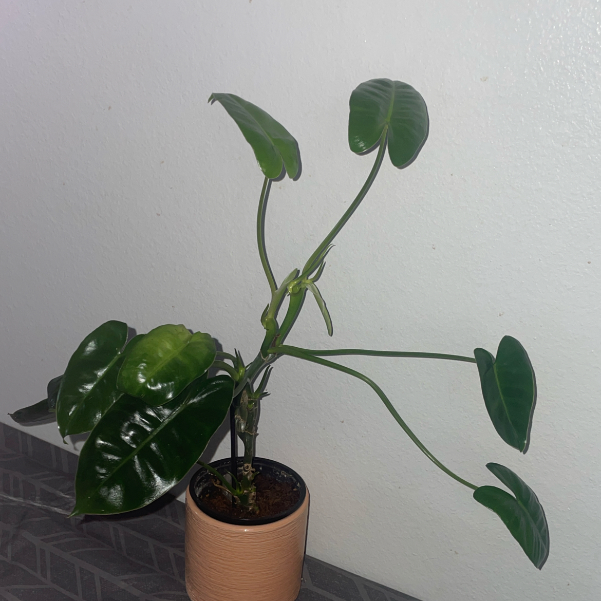 Burle Marx plant photo by @mossycabbages named Queen on Greg, the plant care app.