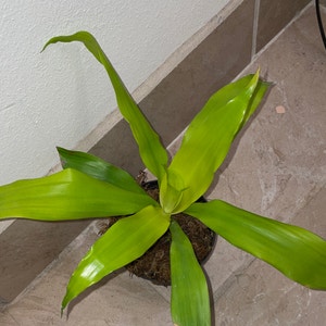 Dracaena Limelight plant photo by Mossycabbages named ChloroPhil on Greg, the plant care app.