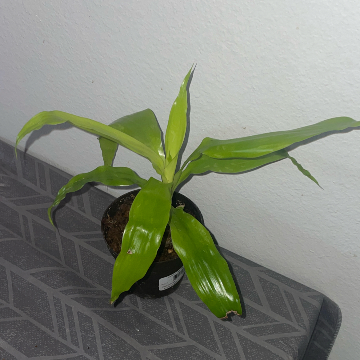 Dracaena Limelight plant photo by @mossycabbages named ChloroPhil on Greg, the plant care app.