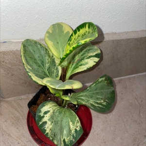 Baby Rubber Plant plant photo by @mossycabbages named Your plant on Greg, the plant care app.