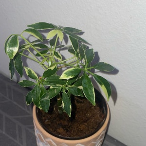 Dwarf Umbrella Tree plant photo by @mossycabbages named Mary Poppins on Greg, the plant care app.