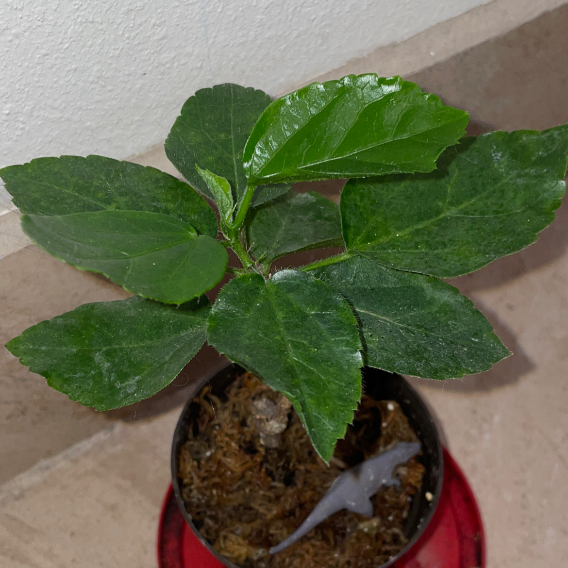 Hibiscus Tree plant photo by @mossycabbages named Anne on Greg, the plant care app.
