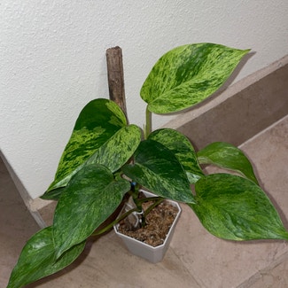 Snow Queen Pothos plant in Somewhere on Earth