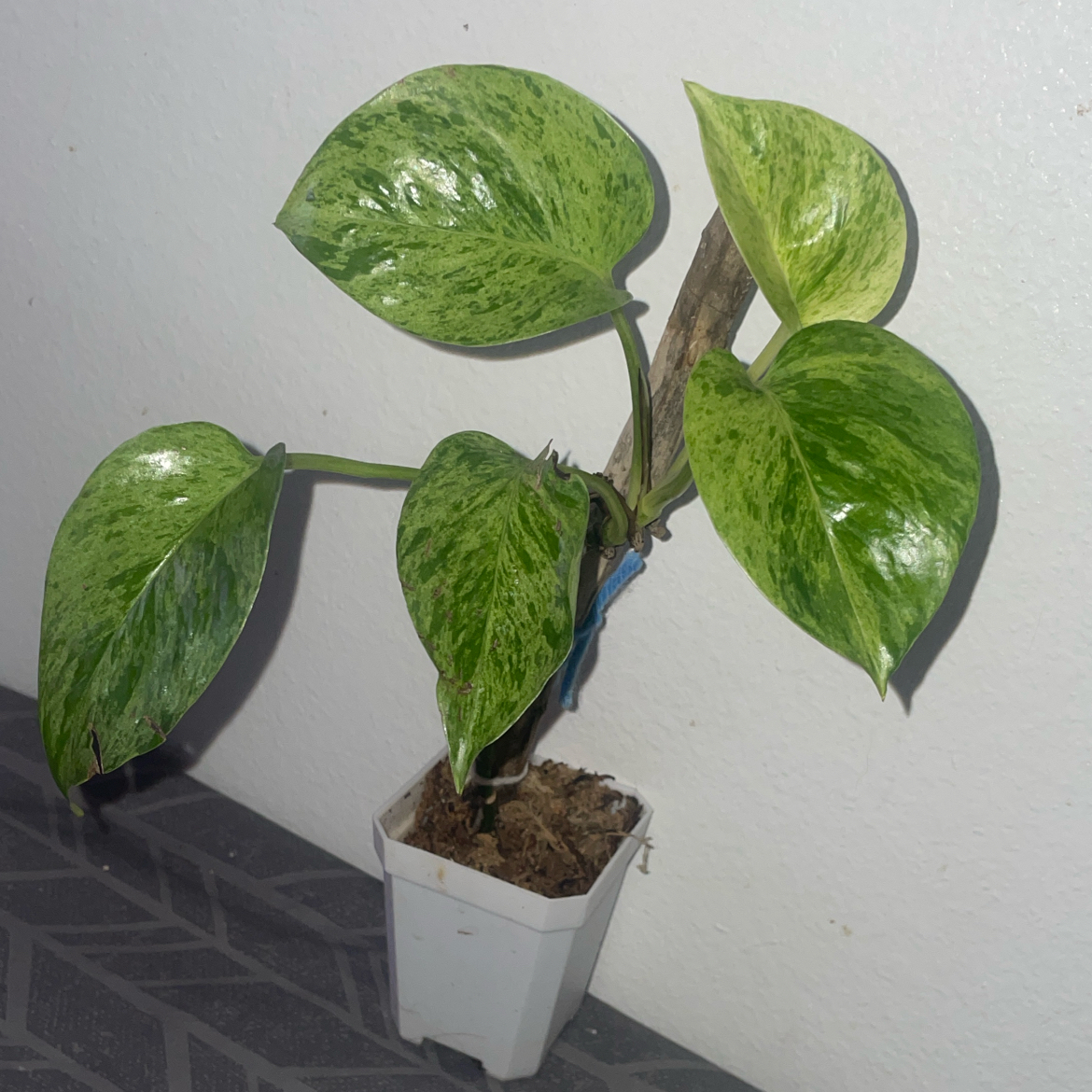 Snow Queen Pothos plant photo by @mossycabbages named Jadis on Greg, the plant care app.