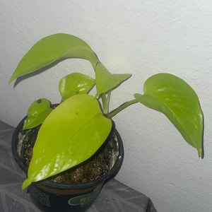 Neon Pothos plant photo by @mossycabbages named Marley on Greg, the plant care app.