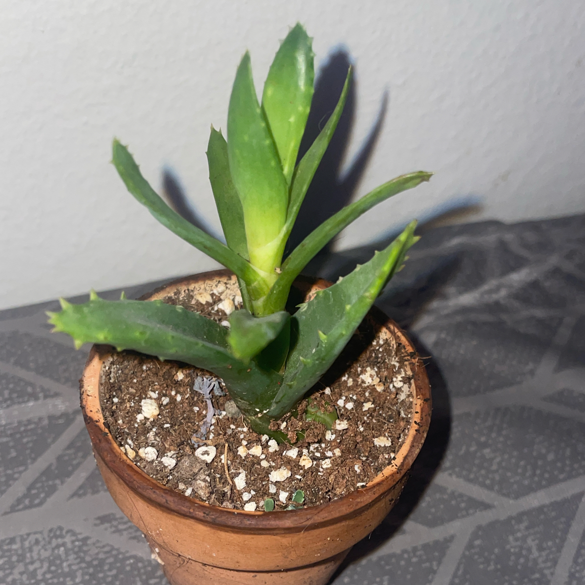 Aloe vera plant photo by @mossycabbages named Thanatos on Greg, the plant care app.