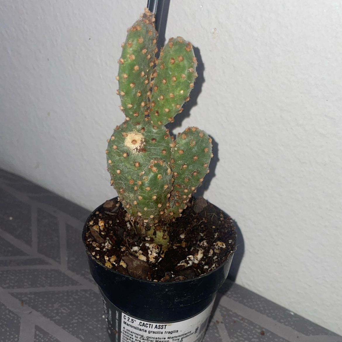 Miniature Cinnamon Cactus plant photo by @mossycabbages named Dusty on Greg, the plant care app.