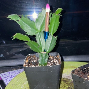 False Christmas Cactus plant photo by @mossycabbages named Gren on Greg, the plant care app.