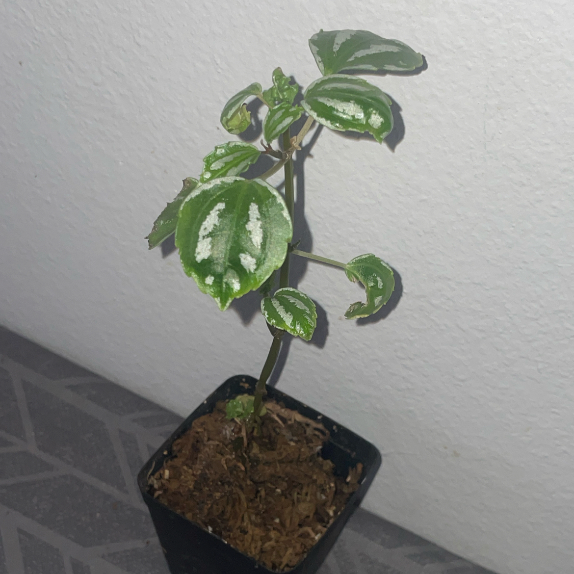 Aluminum Plant plant photo by @mossycabbages named Your plant on Greg, the plant care app.