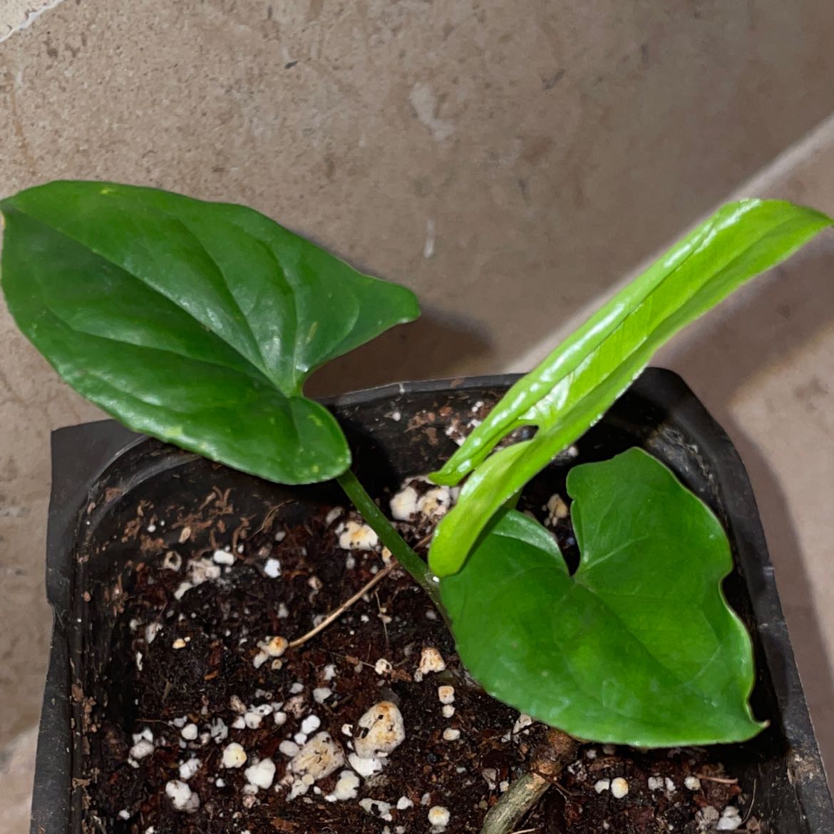 Young Syngonium podophyllum 'Mojito' plant in a small pot with visible soil.