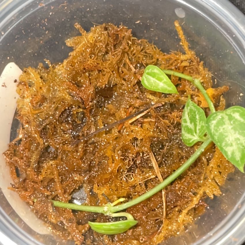 Photo of the plant species String Of Arrows by @mossycabbages named Kardashian on Greg, the plant care app