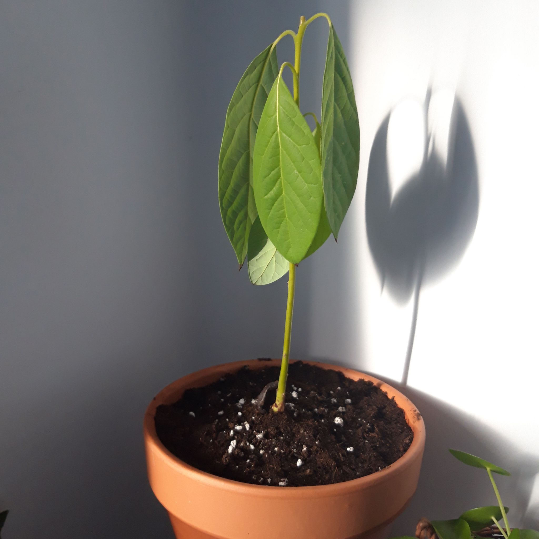 Photo of the plant species Wurtz Avocado by @plantasticplant named Avo on Greg, the plant care app