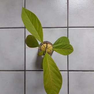 Avocado plant in IJzendoorn, Gelderland